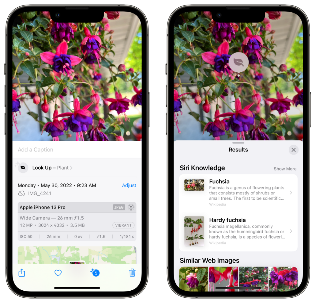 兴城苹果手机维修分享小技巧：使用 iPhone 相机识别花卉植物 